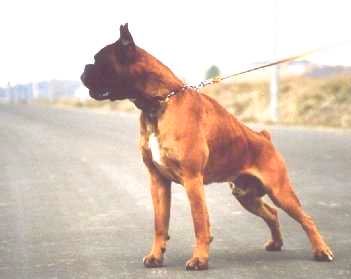 perro boxer urkabustaiz: Apache