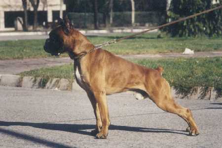 chien boxer Urkabustaiz: Apache