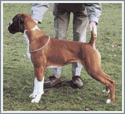 chienne boxer à queue naturellement courte