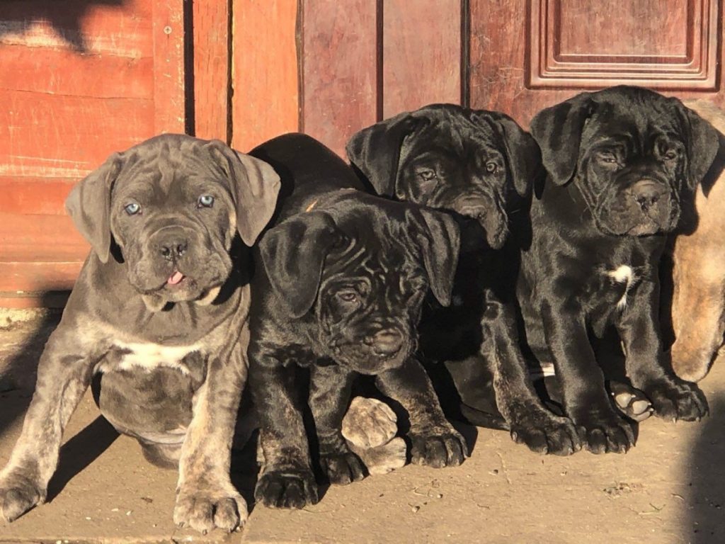 Cachorros