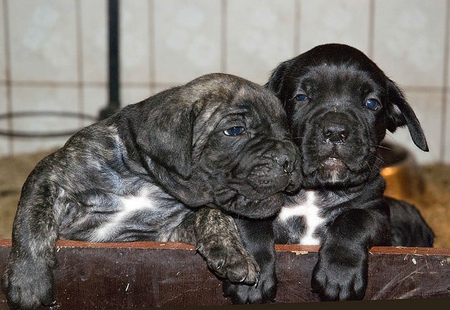 Cachorros de boxer