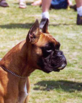 pilar-cabeza
